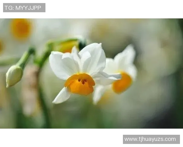 史鸿飞：从平凡到卓越的奋斗历程与人生智慧分享